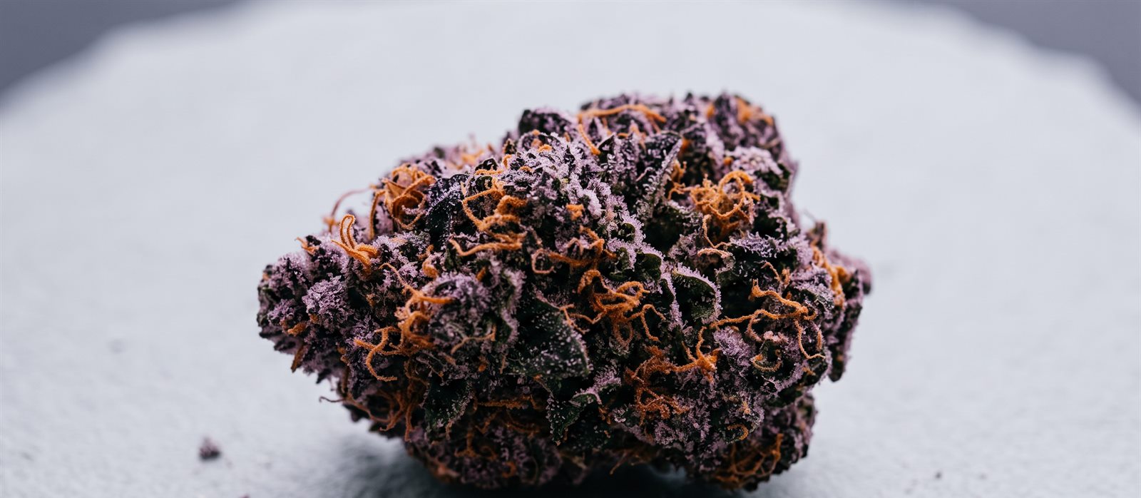 Sativa Sunrise 20/1